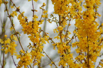 Close-up of yellow flowering plant