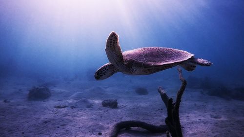 Close-up of jellyfish swimming in sea