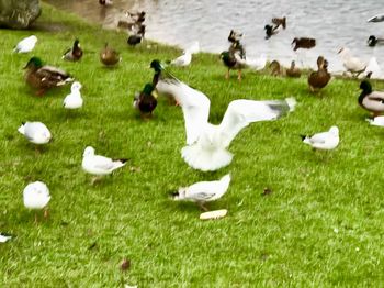 High angle view of swans on field by lake