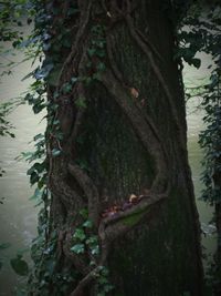 Close-up of lizard on tree trunk in forest