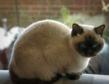 Close-up portrait of cat