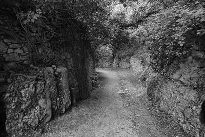 Empty road amidst trees in forest