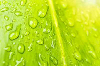 Full frame shot of wet leaves