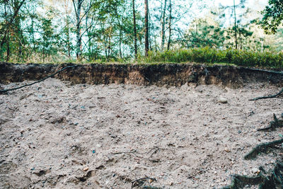 Plants growing on field in forest