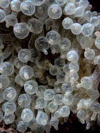 Full frame shot of jellyfish