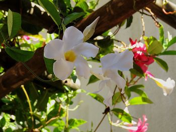 Close-up of flowers