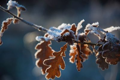 Close-up of frozen plant