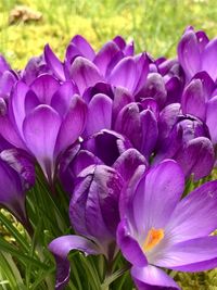 Close-up of purple crocus flowers