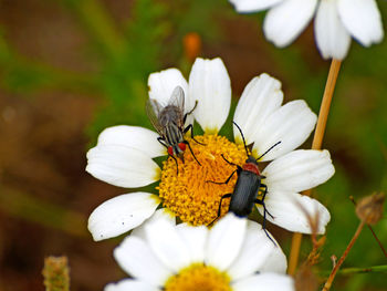 Close-up of beetle with fly pollinating on white flower