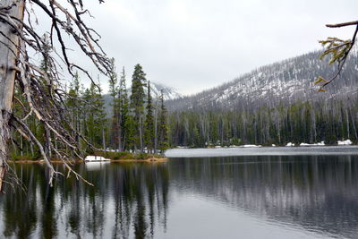 Scenic view of lake by trees against sky