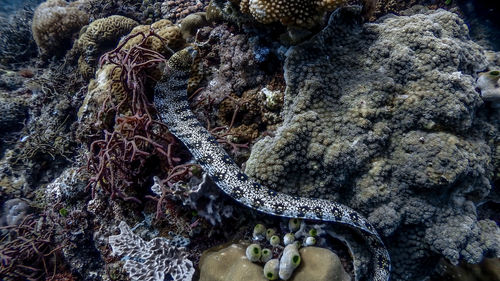 Close-up of coral in sea