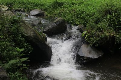 Scenic view of waterfall in forest