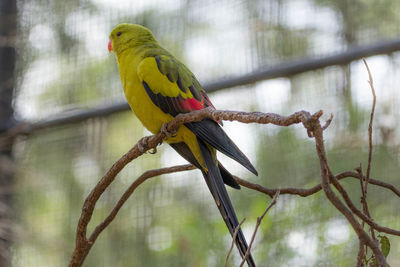 Close-up of parrot perching on tree branch