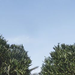 Low angle view of trees against clear blue sky