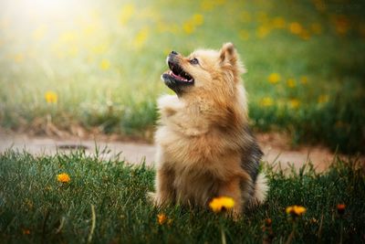 High angle view of dog sitting on grass