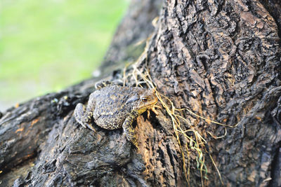 Close-up of lizard on rock