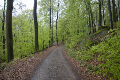 Road amidst trees in forest