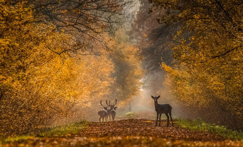 Wild deer dama dama in autumn magic morning, in the forests of romania