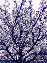 Low angle view of trees against sky