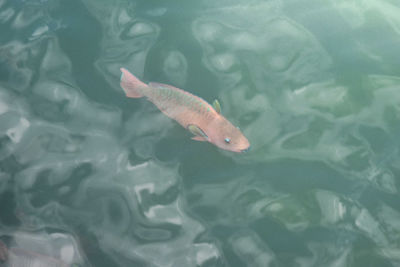 High angle view of fish swimming in sea
