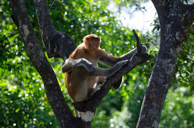 Proboscis monkey on branch