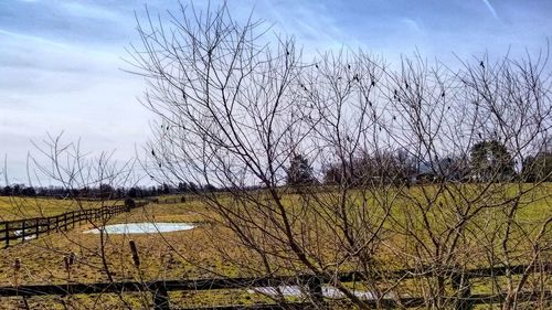 Bare trees on landscape against sky