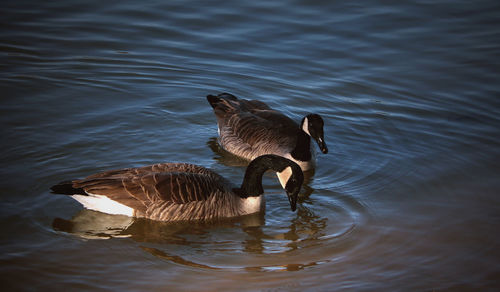 High angle view of duck swimming in lake