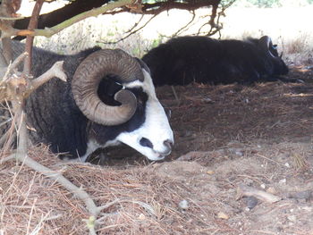 Close-up of sheep relaxing outdoors