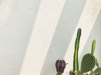 Close-up of succulent plant against wall