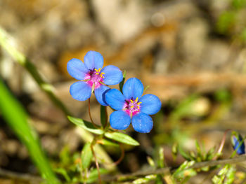 Close-up of blue flowers blooming outdoors