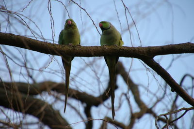Low angle view of parrots perching on branch