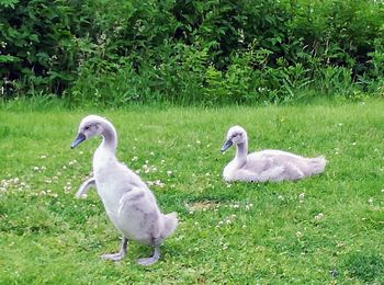 Swan on grass by lake