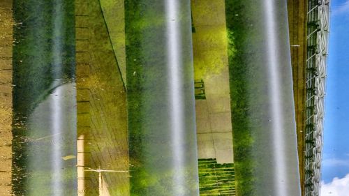 Close-up of bamboo plants in a row