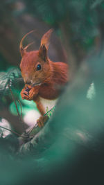 Close-up of squirrel on a tree