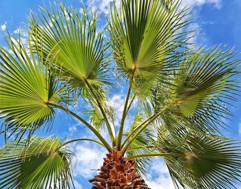 Low angle view of palm tree against blue sky