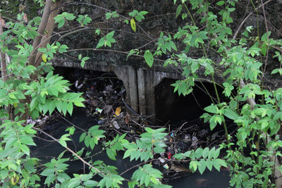 Plants growing in forest