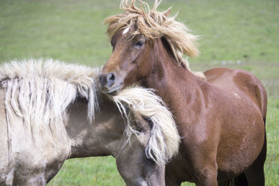 Close-up of horse on field