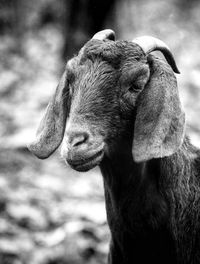 Close-up of a goat