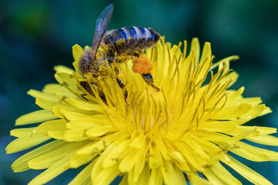 Close-up of insect on yellow flower