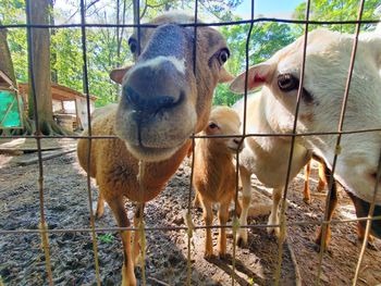 Portrait of sheep standing in pen