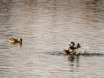 View of ducks swimming in lake