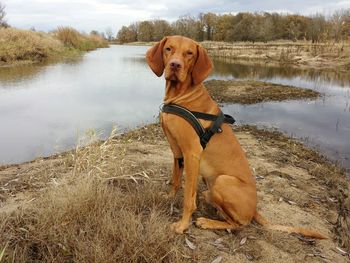 Portrait of dog sitting on lake against sky