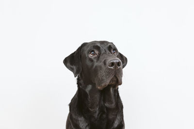Portrait of a dog looking away against white background