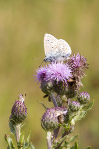 Close-up of butterfly pollinating on purple flower