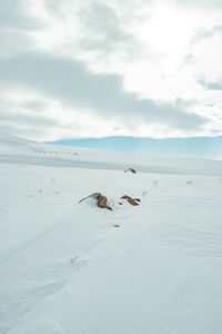 View of people on snow covered land against sky