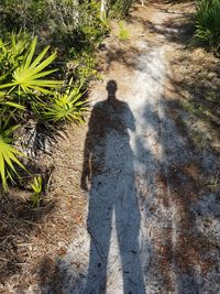 Rear view of man walking on road