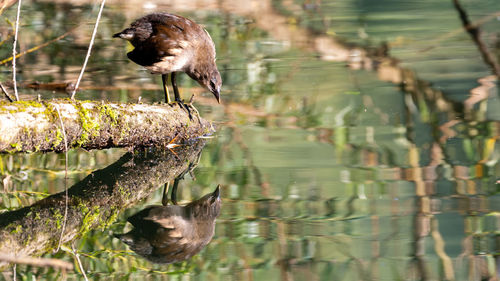 Bird perching on a lake