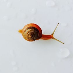 Close-up of snail