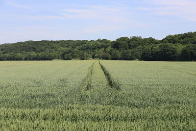 Scenic view of field against sky