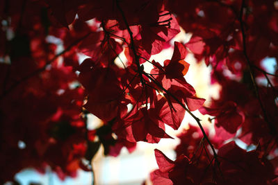 Close-up of red maple leaves on tree